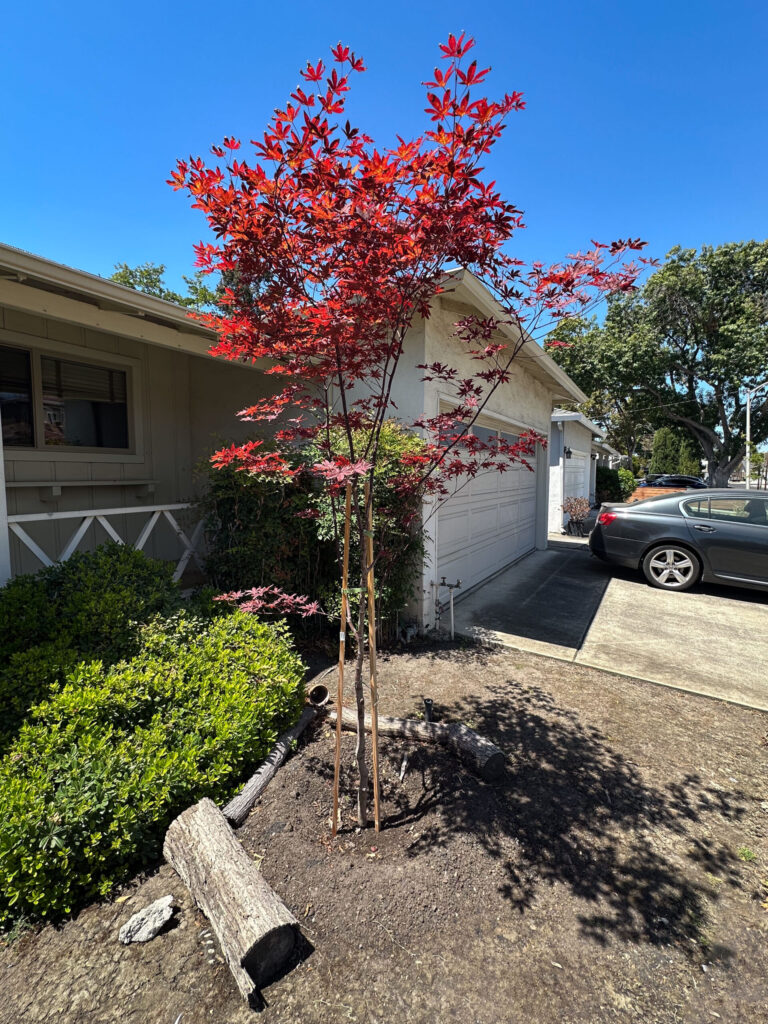 An Acer palmatum or Momoji.